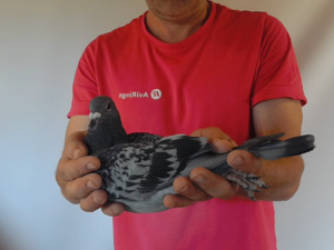 Pigeon image
