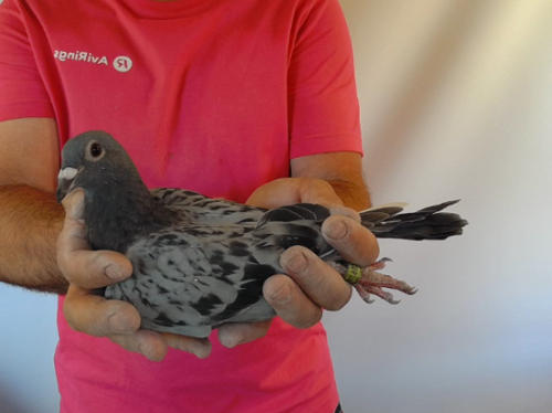 Pigeon image