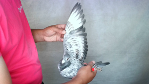 Pigeon image