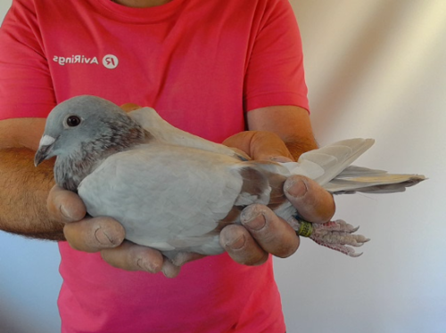 Pigeon image