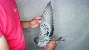 Pigeon image