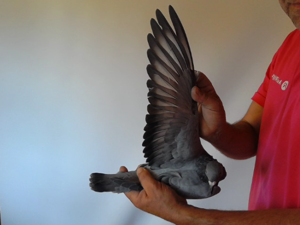 Pigeon image