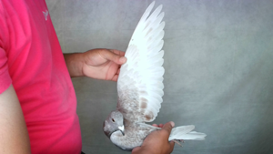 Pigeon image