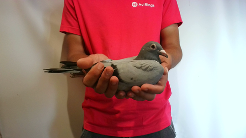 Pigeon image