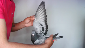 Pigeon image
