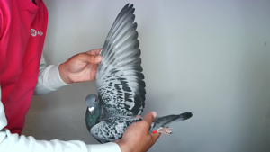 Pigeon image