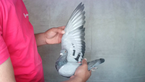 Pigeon image
