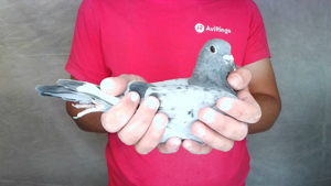 Pigeon image