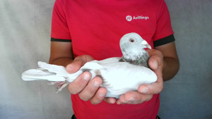 Pigeon image