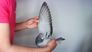 Pigeon image