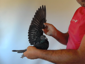 Pigeon image