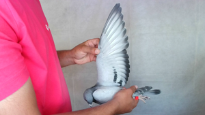 Pigeon image