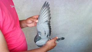 Pigeon image