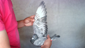 Pigeon image