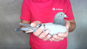 Pigeon image