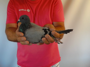 Pigeon image