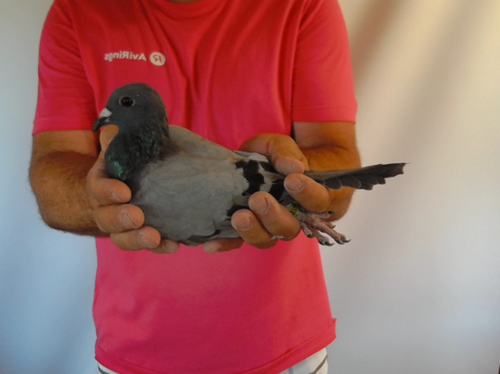 Pigeon image