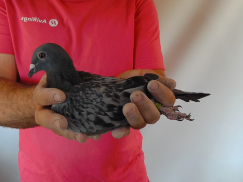 Pigeon image