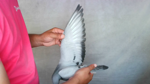 Pigeon image