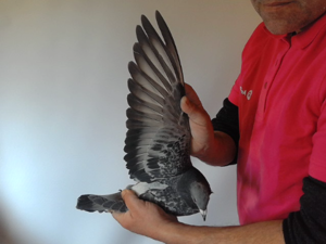 Pigeon image