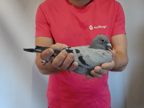 Pigeon image