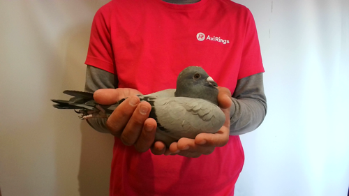 Pigeon image