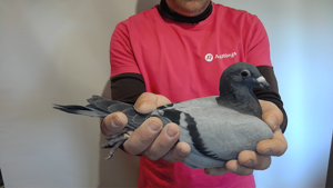 Pigeon image