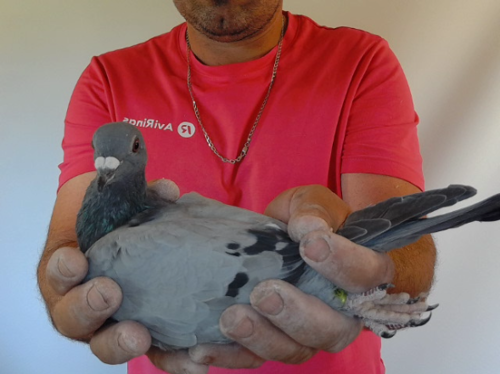 Pigeon image