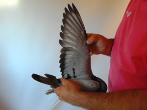 Pigeon image