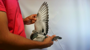 Pigeon image