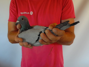 Pigeon image