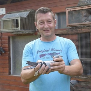 Pigeon image