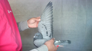 Pigeon image