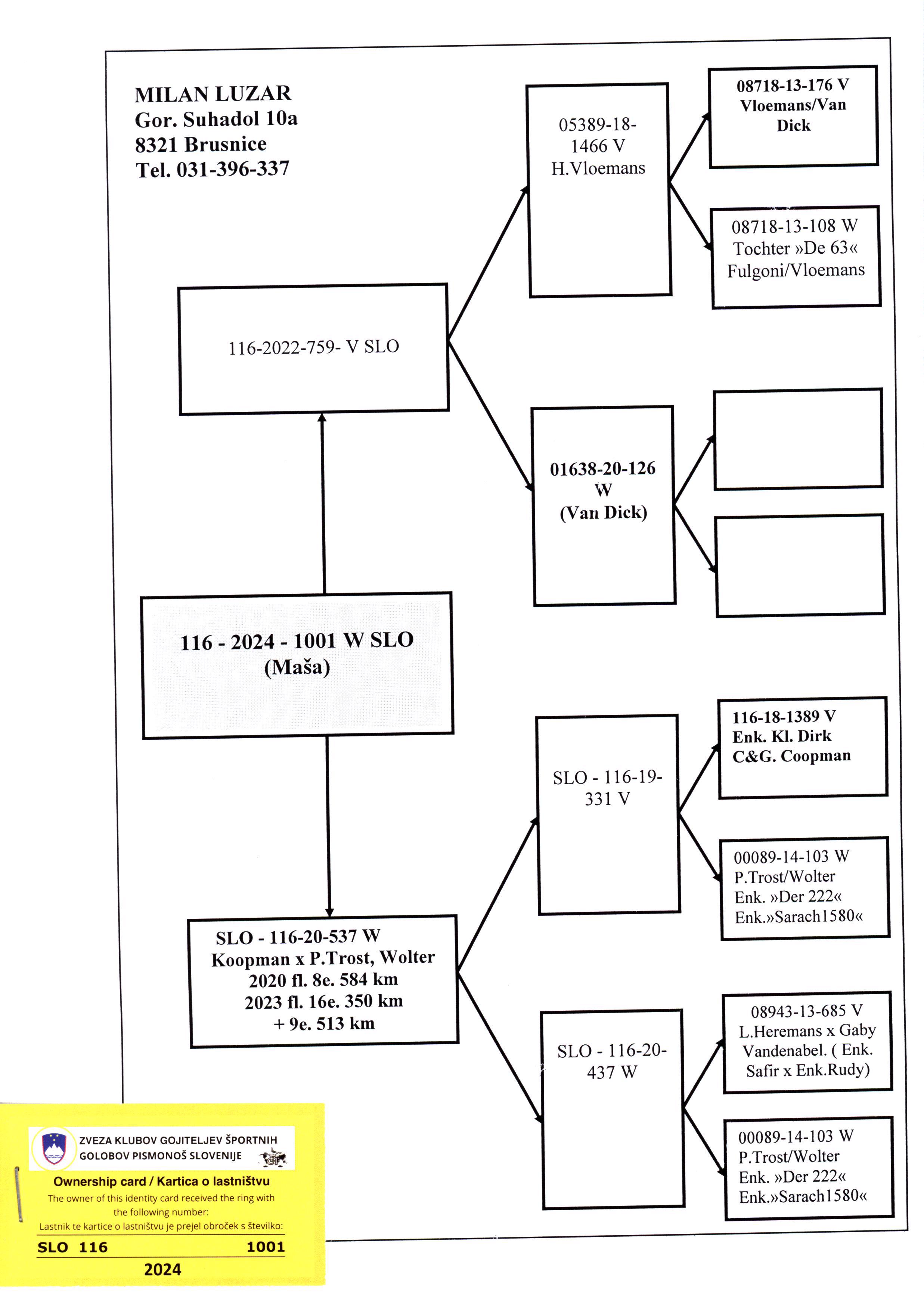 Pigeon pedigree image