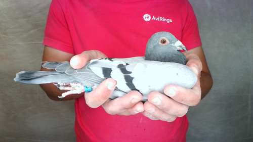 Pigeon image