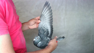 Pigeon image
