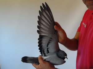 Pigeon image