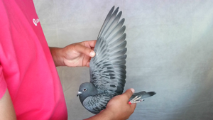 Pigeon image