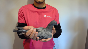 Pigeon image