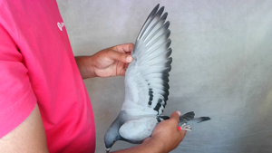 Pigeon image