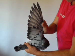 Pigeon image