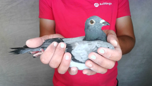 Pigeon image