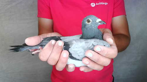Pigeon image