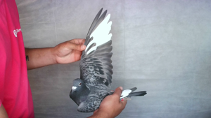Pigeon image