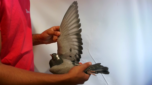 Pigeon image