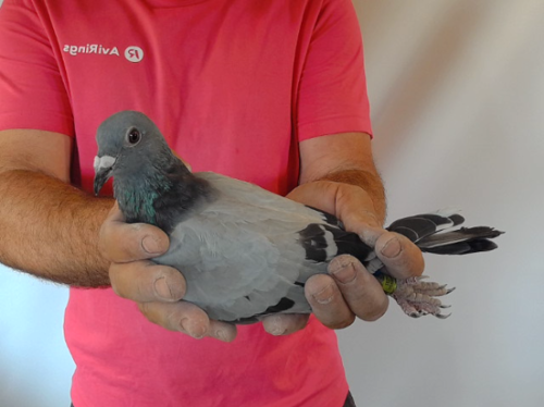 Pigeon image