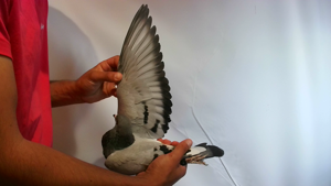 Pigeon image