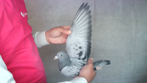 Pigeon image