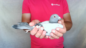 Pigeon image