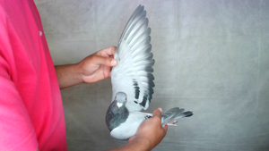 Pigeon image
